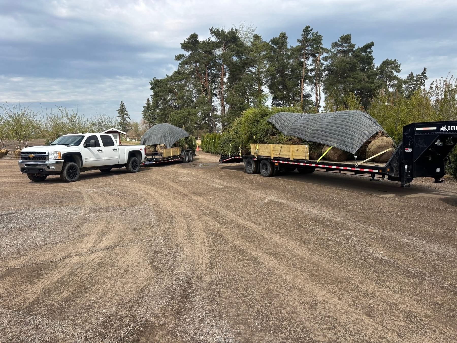 Tree Delivery